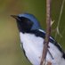 MarylandBiodiversity (@mdbiodiversity) Twitter profile photo MarylandBiodiversity (@mdbiodiversity) Twitter profile photo