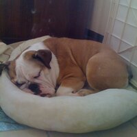 ぴのこもぬ MD, Ph.D. | Urologist (@sat1017) 's Twitter Profile