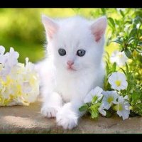 fa7l25fa7l (@fa7l25fa7l1) 's Twitter Profile