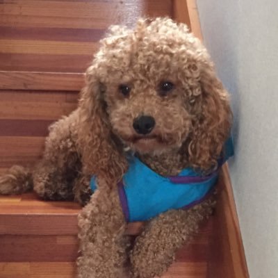 SCCM32181114's profile picture. ワンコへの想いを呟いてます(*Ü*)ﻌﻌﻌ♥