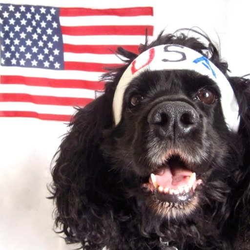 fittyg's profile picture. Best Friend of @LynGraft. Chief K9 #Storyteller for @Storytelling4E. Love Entrepreneurs. And road trips