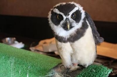 ind_pen's profile picture. Independent Penguin.

現実という夢を見てます