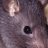 rat_champ's avatar