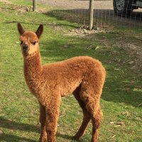 Sandhills Alpacas (@sdhalpacas) 's Twitter Profile