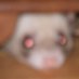 𝕎𝕖𝕒𝕤𝕖𝕝𝕠𝕚𝕕 (@weaselfidget) Twitter profile photo 𝕎𝕖𝕒𝕤𝕖𝕝𝕠𝕚𝕕 (@weaselfidget) Twitter profile photo