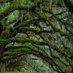 Personified Tree (@lurking_unknown) Twitter profile photo Personified Tree (@lurking_unknown) Twitter profile photo