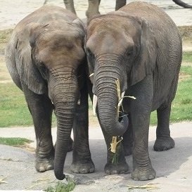 まったり～だ～@ねこおぢさん (@mattaleader) / Posts / X