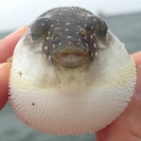 かめもん (@saemon_t) 's Twitter Profile