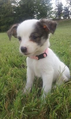 My name is Annie. I'm a Catahoula. Follow me as I grow up!!!