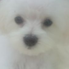 もふりん Silveryfullmoon Twitter