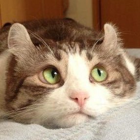 nyanyanyannowo's profile picture. 