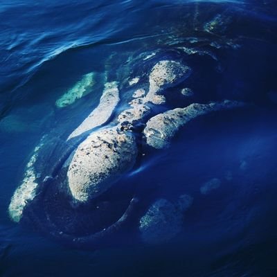 Book a Whale Watching Trip in Hermanus to see Southern Right Whales. https://t.co/E9Dnr01nqz  Book Now +27 (0)847466814