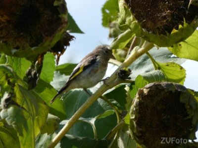 RoryViper's profile picture. Like it. Wear it. Share it. Use a hashtagusecamelidae! �� WhatsAp: 21 982739741�� ↠ Atendimento: 10 às 20h