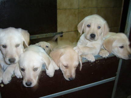 welpen_kaufen's profile picture. Welpen, Hunde und mehr.