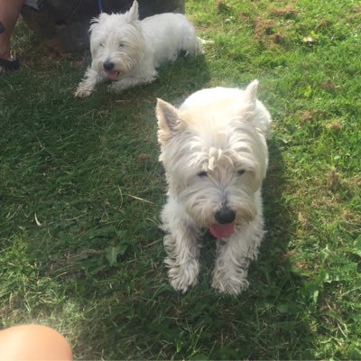 Live in Surrey, one husband, three children, and a westie dog. Lawyer/school governor. Fair bit of time spent watching hockey and cricket 🇿🇦☘️🇬🇧🇺🇸