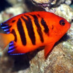 Sealife Central is Southern Ontario’s source for all your saltwater aquarium needs!
Centrally  located between Windsor and Toronto in London, Ontario, Sealife