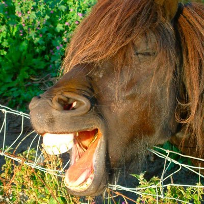 400px x 400px - Horse Porn on Twitter: \