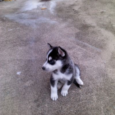 normacosta320's profile picture. Deportes