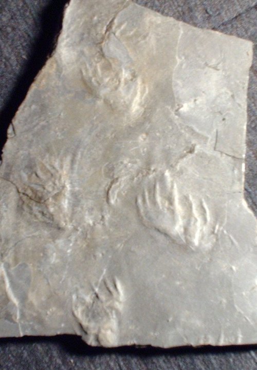 BlueBeachFossil's profile picture. Blue Beach is a 350 million year old fossil site located on the mouth of the Avon River, NS (Bay of Fundy).