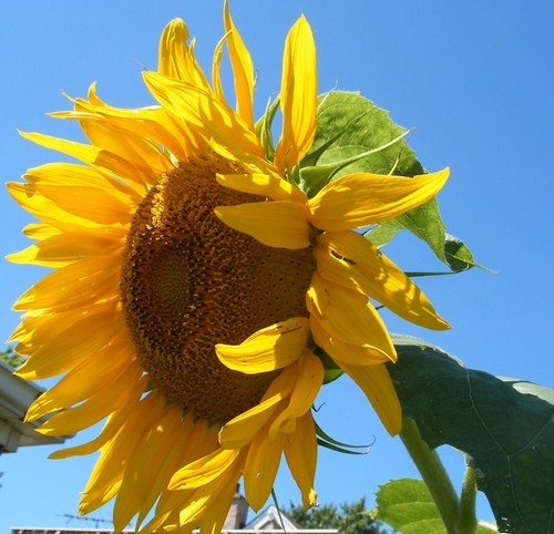 Avid plant and garden grower, oil and watercolor artist