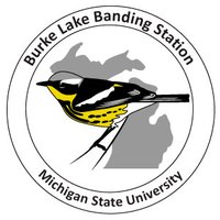 Michigan State Bird Observatory (@bulabirds) 's Twitter Profile Photo