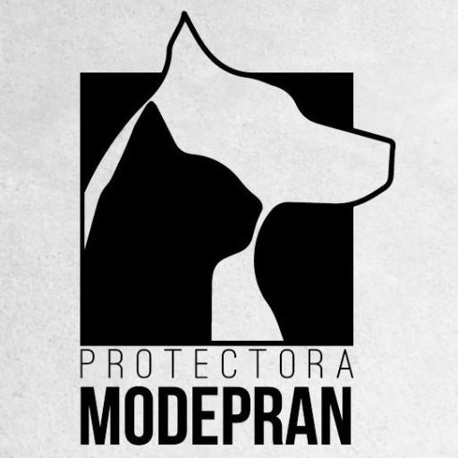 Protectora de animales #perros #gatos #somoslaprote #adopta #ValenciaSINperreras