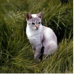 Swanstarrrrr's profile picture. \\ Leader of Thunderclan //