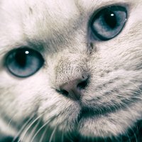 Cats Photo RTG (@catsphotortg) 's Twitter Profile