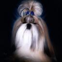 Bridget Simon - @simonshihtzu - Twitter