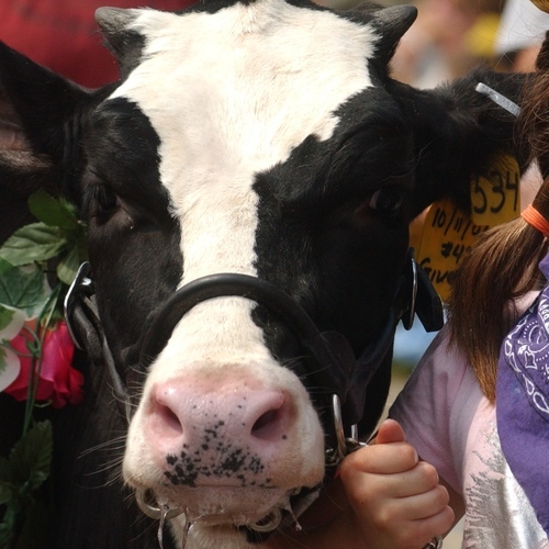 The world famous Strolling of the Heifers Parade and Festival, June 5-6-7, 2020. Parade: Sat 10 a.m.