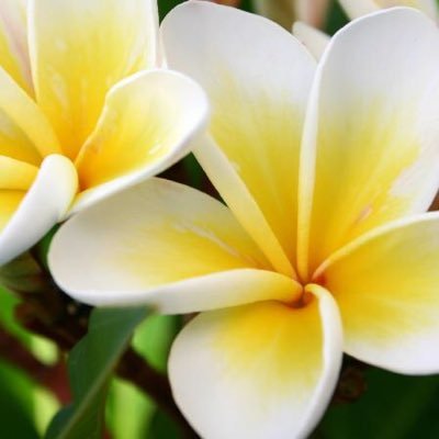 shonurita's profile picture. 