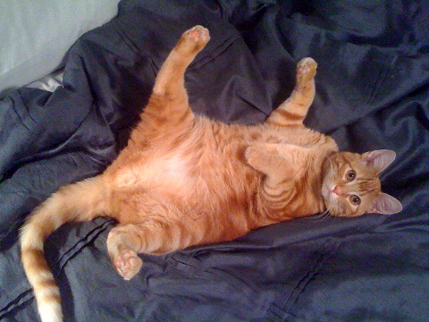 jenlepet's profile picture. 