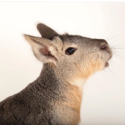 rosahugoniscor's profile picture. 