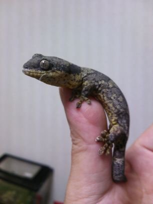 kabechoro63's profile picture. ラブ&サンダー