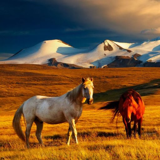 TaijuuOdko's profile picture. 