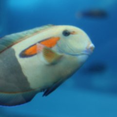 sackana10's profile picture. インデックス投資メインで資産形成中です。ゆるミニマリスト✖︎サイドFIREが人生の最適解だと思っています。同じ考えの人がいたらつながりたいです。2024年純資産1億円達成。 アラフォー男、サラリーマン卒業フリーランス、USCPA、既婚子供1人🔥興味のあること:写真/外国語学習/東南アジア/健康食