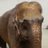 StUp4Elephants's profile image