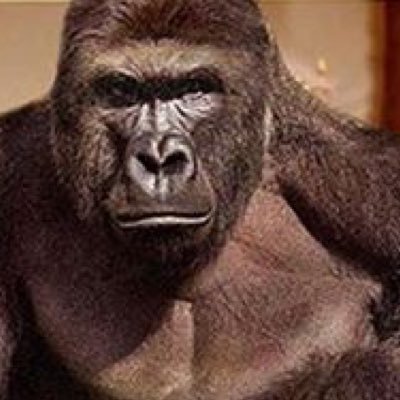 spencer_gordon8's profile picture. Not much to say really...🙄