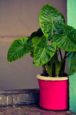 Hello Everyone This is Nav and I'm here to share with you my beautiful ideas about flowerpots,garden,walldecor,handicrafts, (DIY) and MANY MORE!
Have Fun :)