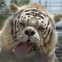 Wes (@exodiawes) 's Twitter Profile