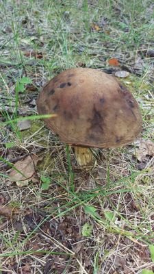 BFCBSharon's profile picture. 