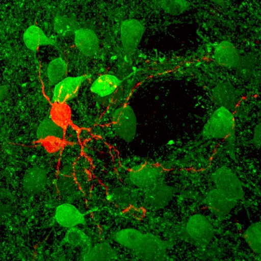 Researcher at the University of Oxford / Antwerpen - currently navigating UK - EU post-brexit post-covid travel & investigating basal ganglia circuits