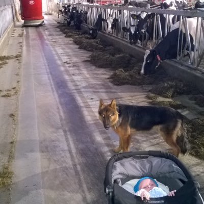 BloklandDairy's profile picture. melkveehouder