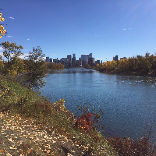 Where an American Bald Eagle hunts Bow River Trout surrounded by 1 Million Crazy Canucks each day