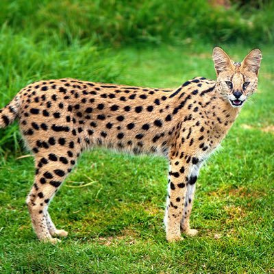 PersianArya021's profile picture. 