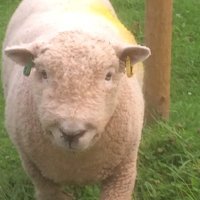 Isa Andrews (@flockofarwen) 's Twitter Profile