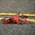 red is dead (@fthecardinals) Twitter profile photo red is dead (@fthecardinals) Twitter profile photo
