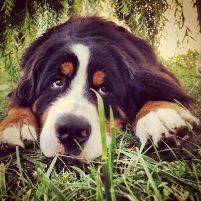 novabadbeat's profile picture. Fan de Lucien Harinordoquy #rugby #EH #BO