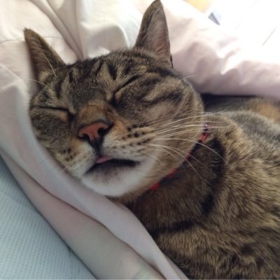 ミーコです😻家の庭に捨てられていたところを、お兄ちゃんに拾われて、すっかり家猫生活してるにゃ💖銀時だぜ😻野良猫だった俺はピアノ演奏が得意♪人は俺を貴公子と呼ぶ💖 アンです😻お庭で鳴いてたらお兄ちゃんに助けられました🐈⬛ニャンコの日常をニャンコがつぶやいてます😻😻😻