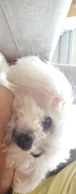 rocalme's profile picture. se for fique